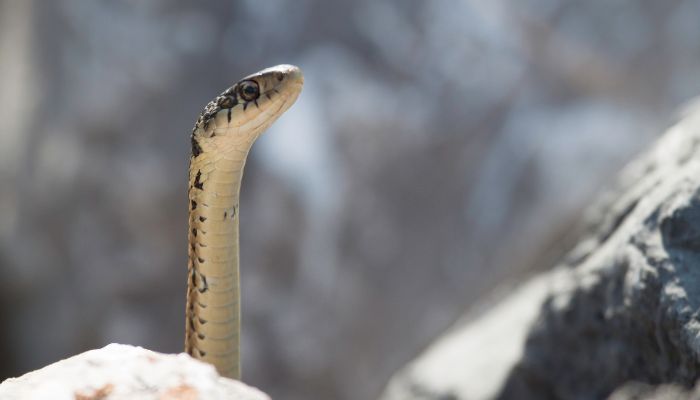 Potential Risks for Garter Snakes Climbing Walls