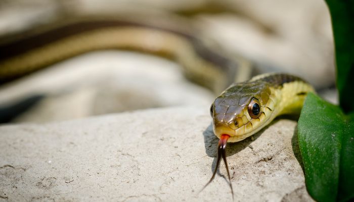 Identifying Garter Snake Holes in Yards