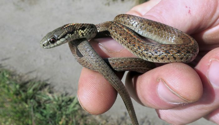 Cohabitation of Garter Snakes: Pros and Cons