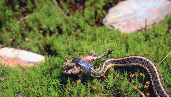 garter snake eating frog