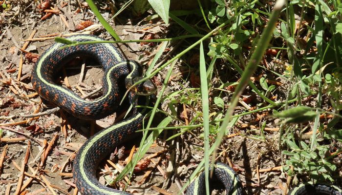 The Birth Process and Care for Baby Garter Snakes