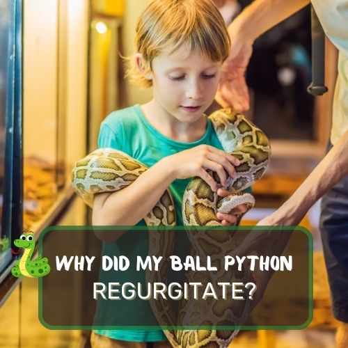Why Did My Ball Python Regurgitate? Possible Issues Explored