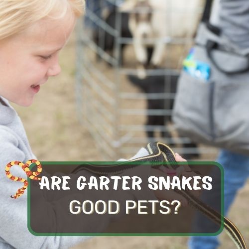 Are Garter Snakes Good Pets? Are They Friendly?