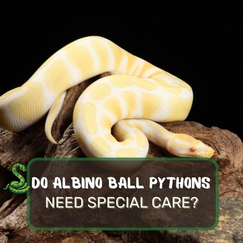 Do Albino Ball Pythons Need Special Care? Yes, They Do