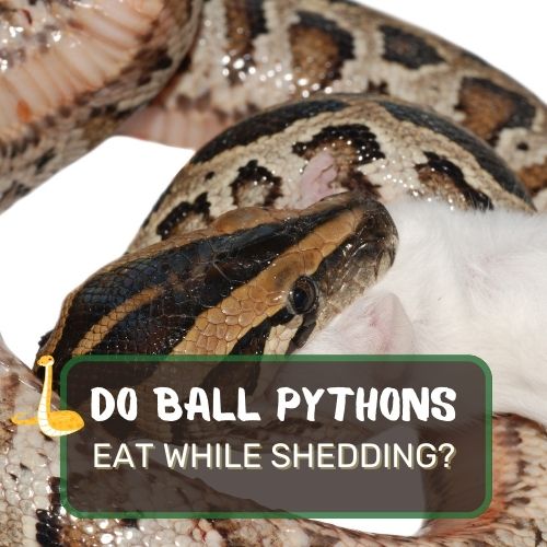 Do Ball Pythons Eat While Shedding? Should You Offer Food?