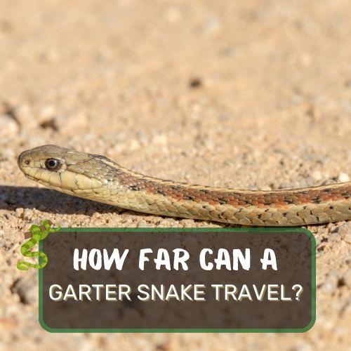 How Far Can a Garter Snake Travel? Most Mobile Snake Species