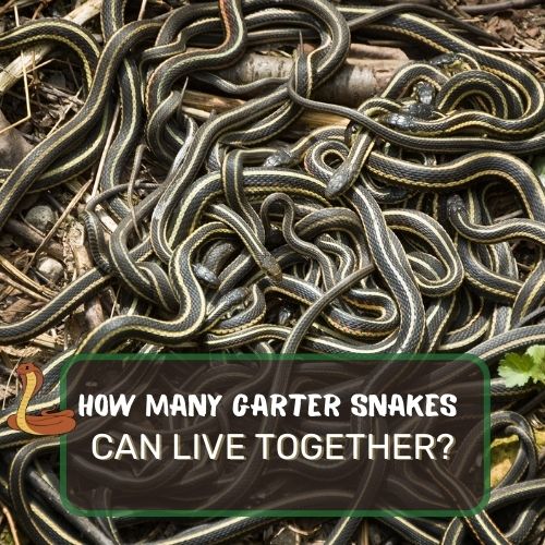 How Many Garter Snakes Can Live Together? Around 2 – 3!