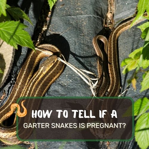 How To Tell If a Garter Snake Is Pregnant? Reproduction Explored!