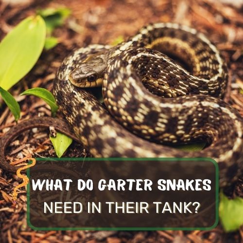 What Do Garter Snakes Need In Their Tank? The Perfect Habitat!