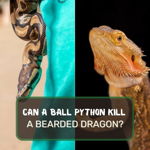 can a ball python kill a bearded dragon