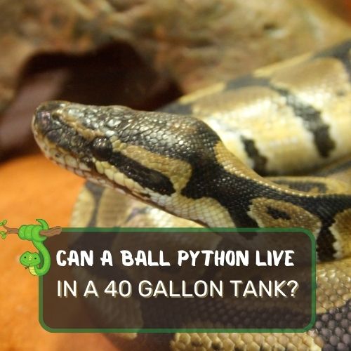 can a ball python live in a 40 gallon tank