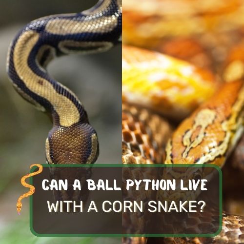 can a ball python live with a corn snake