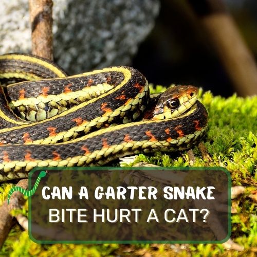 Can A Garter Snake Bite Hurt A Cat? Safety Tips