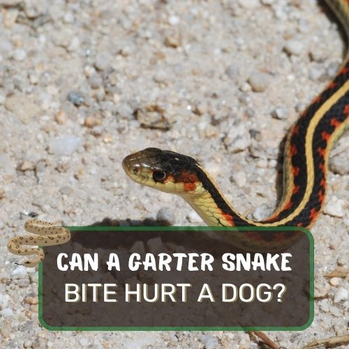 Can A Garter Snake Bite Hurt A Dog?