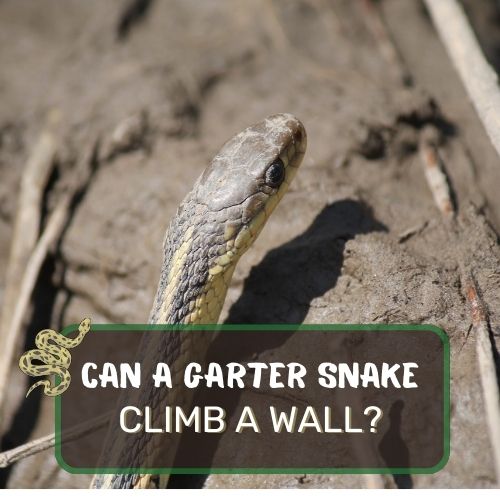 Can A Garter Snake Climb A Wall? Surface Types And Risks