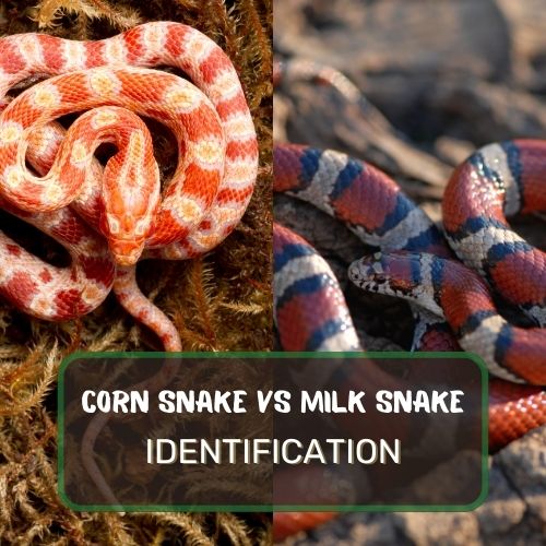 Corn Snake vs. Milk Snake Identification: Know The Difference