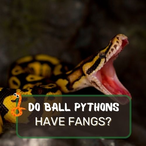 do ball pythons have fangs