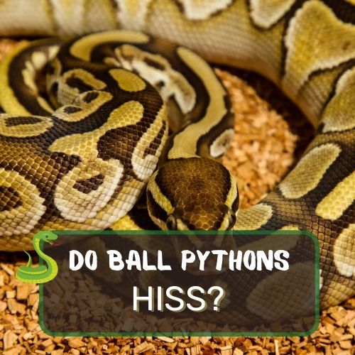 do ball pythons hiss