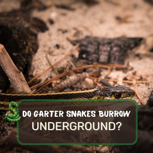 Do Garter Snakes Burrow Underground? Identify Snake Holes