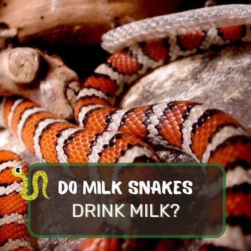 Do Milk Snakes Drink Milk? Debunking Folklore
