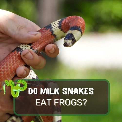 Do Milk Snakes Eat Frogs? Milk Snake Diet Explained!