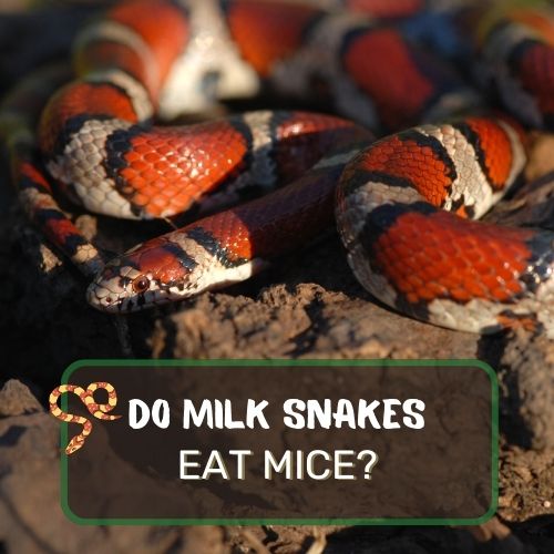 Do Milk Snakes Eat Mice? Yes, They Do!