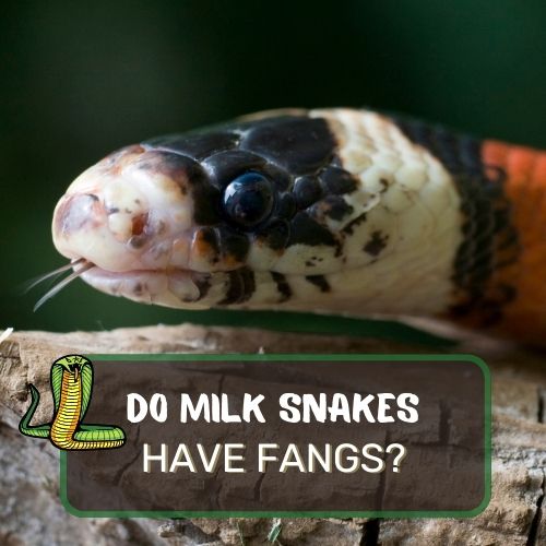 Do Milk Snakes Have Fangs? A Bite Into The Truth!