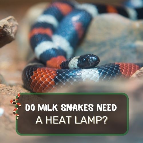 Do Milk Snakes Need A Heat Lamp? Ensuring Comfort & Health