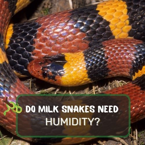 Do Milk Snakes Need Humidity? Caring For Your Milk Snake