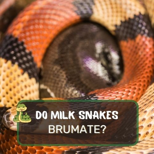 Do Milk Snakes Brumate? Milk Snake Brumation Guide!