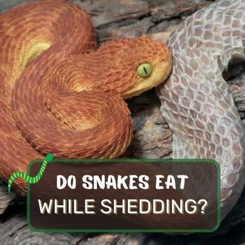 Do Snakes Eat While Shedding? Is It Safe?