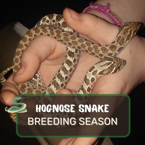 Hognose Snake Breeding Season: Ultimate Care Guide!