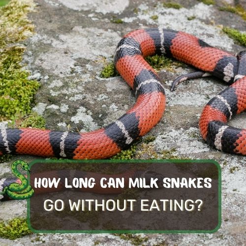 How Long Can Milk Snakes Go Without Eating? Fasting Vs. Starving