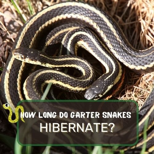 How Long Do Garter Snakes Hibernate? From 5-6 Months