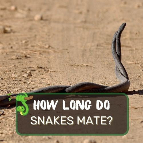 How Long Do Snakes Mate? Reproduction Behaviour Explained!