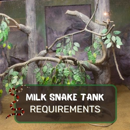 Milk Snake Tank Requirements: Size, Substrate, Lighting and More