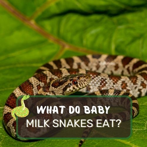 What Do Baby Milk Snakes Eat? Pinky Mice To Small Lizards