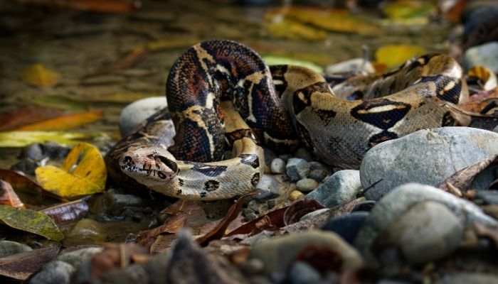 What Do Red Tail Boas Eat in the Wild?