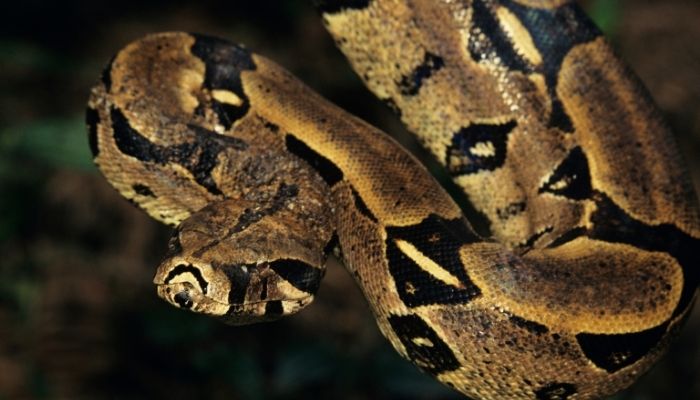 The Natural Diet of Red Tail Boas