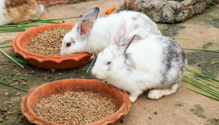 The Pros of Feeding Rabbits to Red Tail Boas