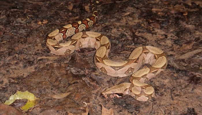 Why Would a Red Tail Boa Swim?