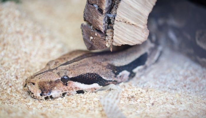 Nutritional Requirements of Red Tail Boas