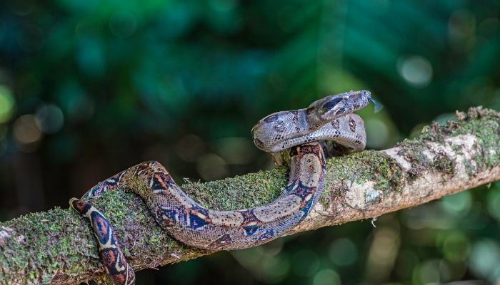 Nutritional Requirements of Red Tail Boas