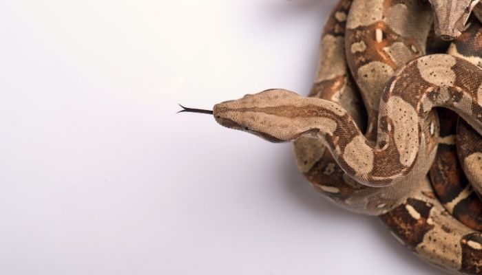 Feeding Guidelines for Red Tail Boas