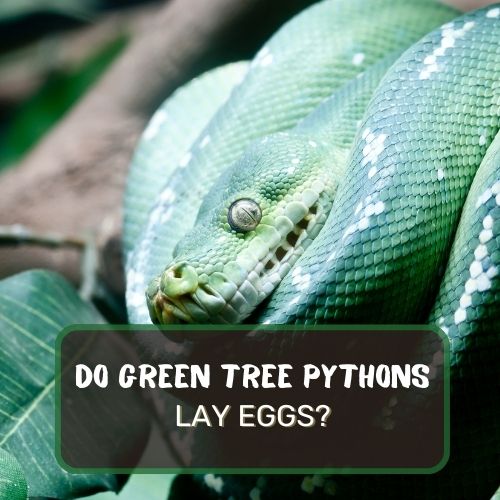 Do Green Tree Pythons Lay Eggs? Reproduction Explained