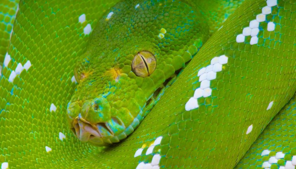 The Natural Habitat of Green Tree Pythons