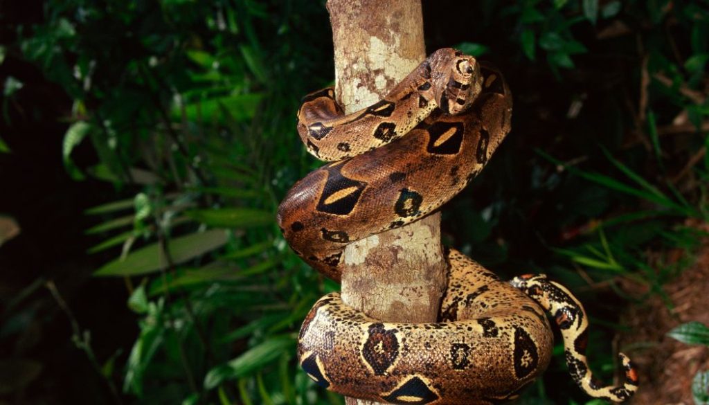 another red tail boa climbing a tree