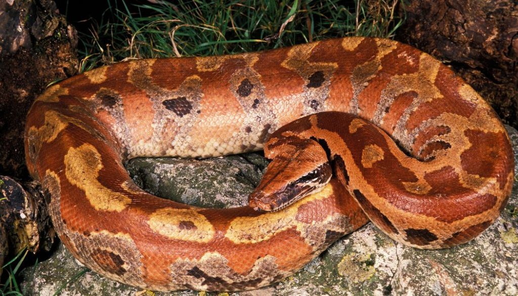 are blood pythons beginner friendly