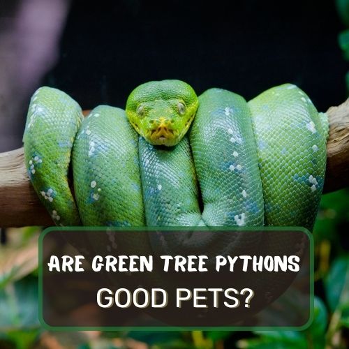 Are Green Tree Pythons Good Pets? Beginner Friendly