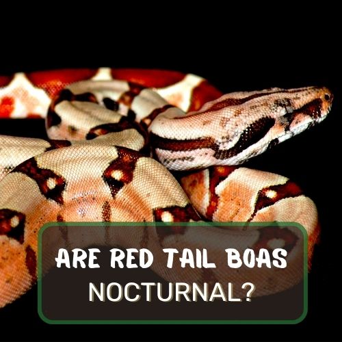 Are Red Tail Boas Nocturnal?